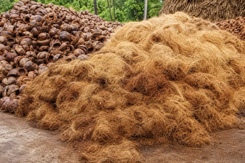 Coconut husks and coir raw materials